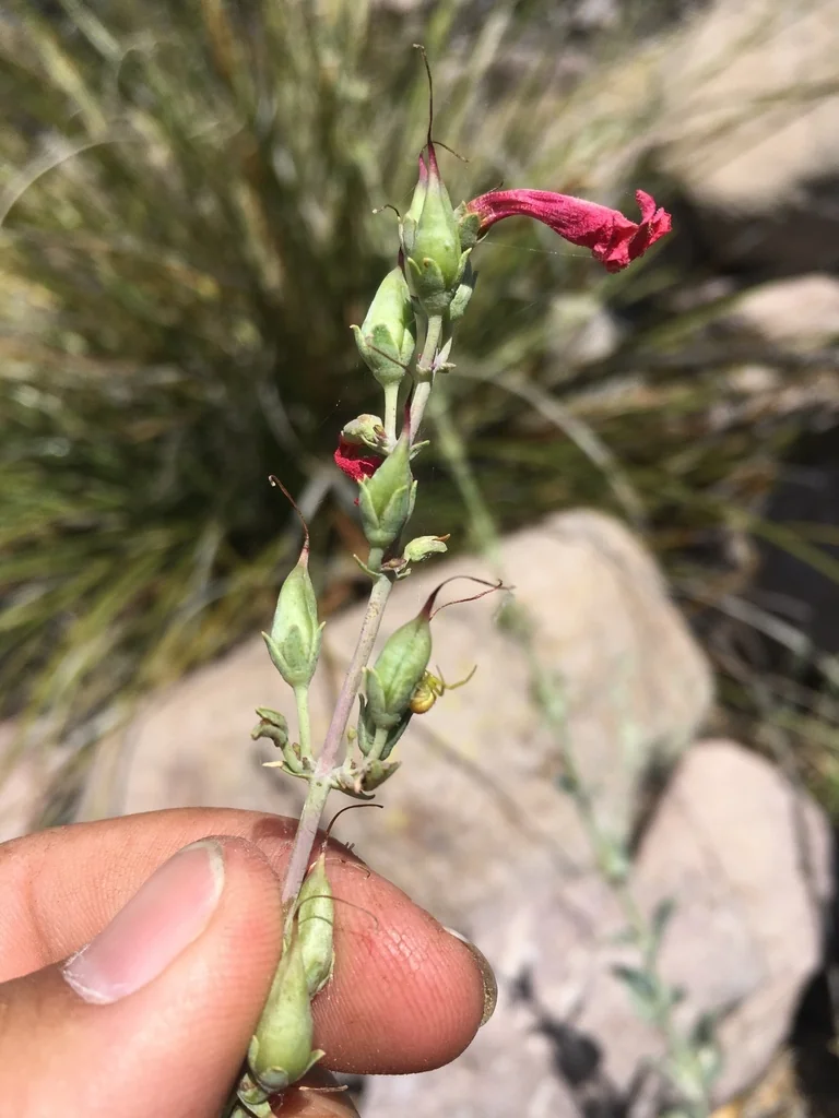 Penstemon Superbus