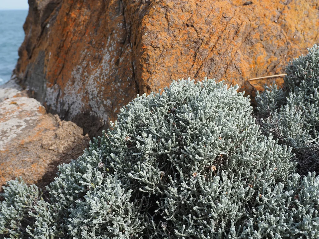 Calocephalus Brownii