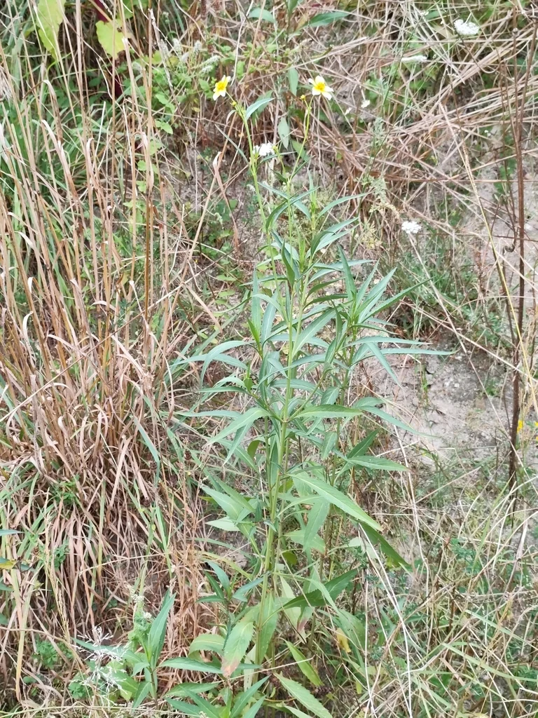 Bidens ferulifolia