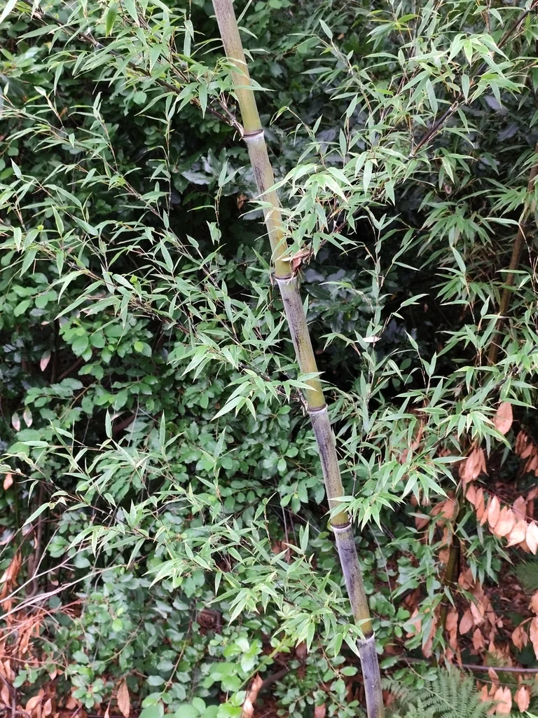 Phyllostachys Nigra