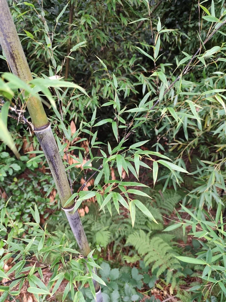 Phyllostachys Nigra