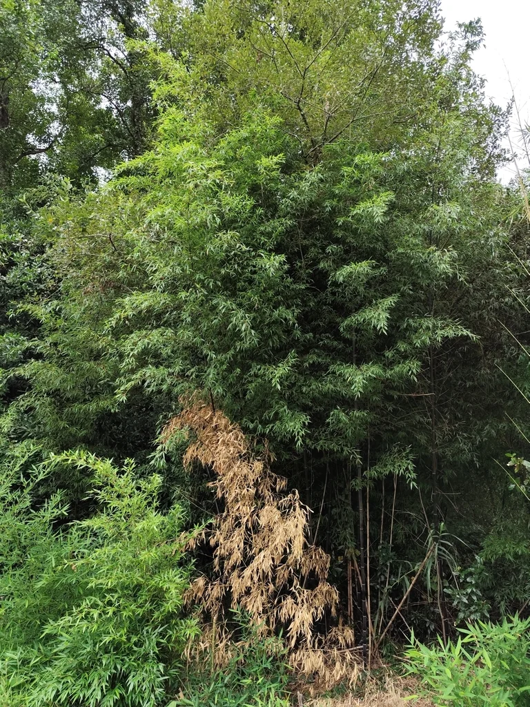 Phyllostachys Nigra