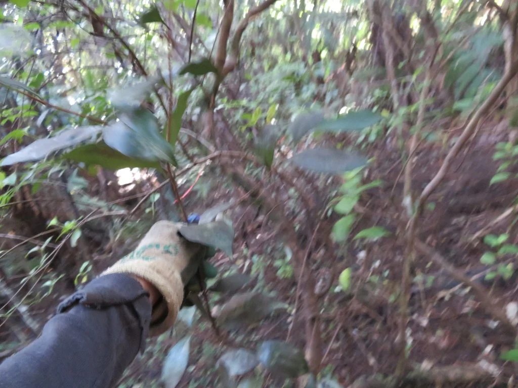 Syzygium Paniculatum