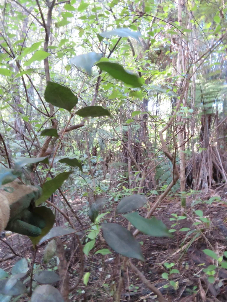 Syzygium Paniculatum