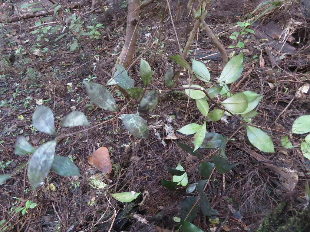 Syzygium Paniculatum