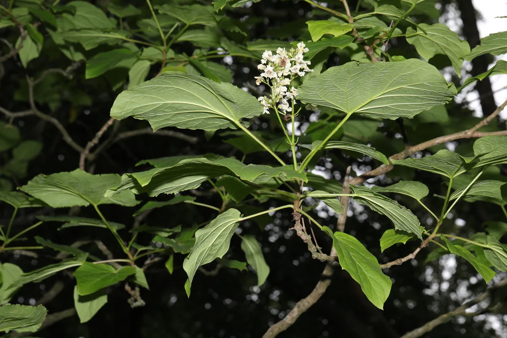Catalpa Bignonioides