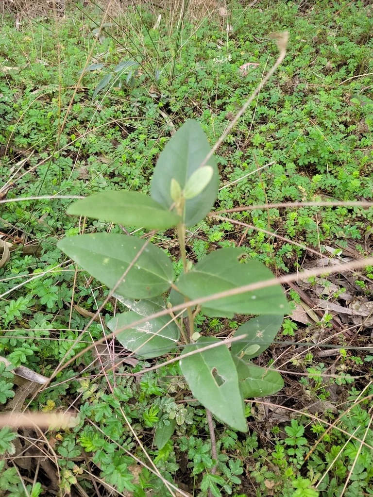 Lagunaria Patersonii
