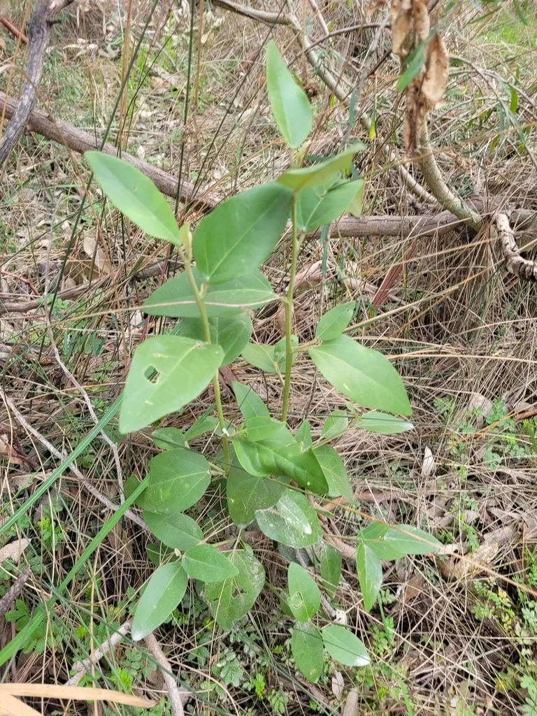 Lagunaria Patersonii