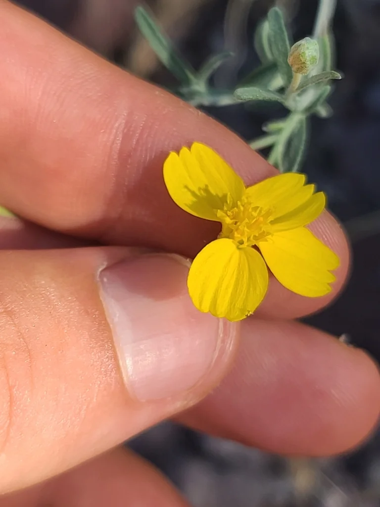 Psilostrophe Cooperi