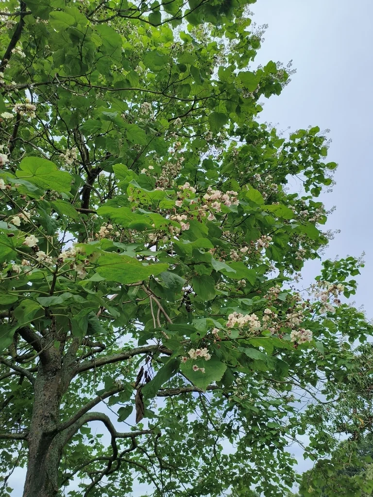 Catalpa Bignonioides
