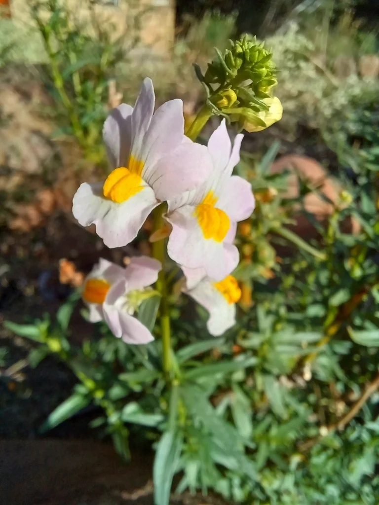 Nemesia fruticans