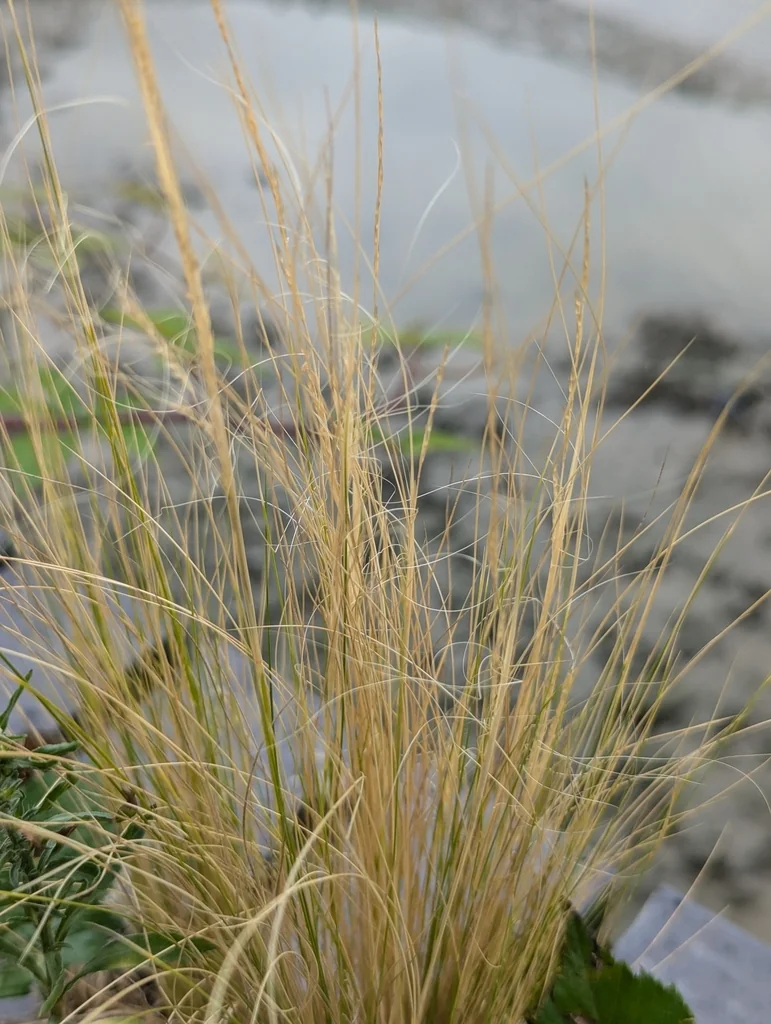 Nassella Tenuissima
