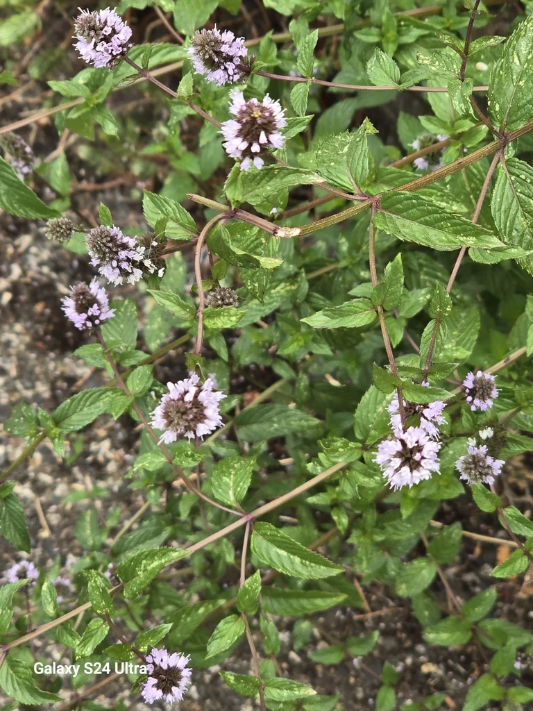 Mentha X Piperita
