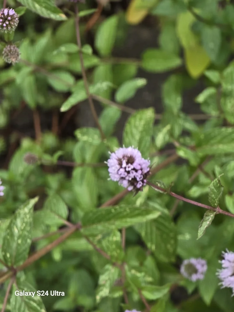 Mentha X Piperita