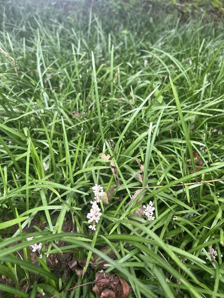 Liriope Spicata