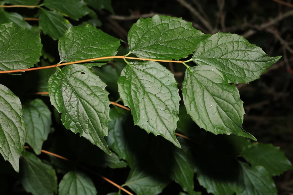 Philadelphus Coronarius