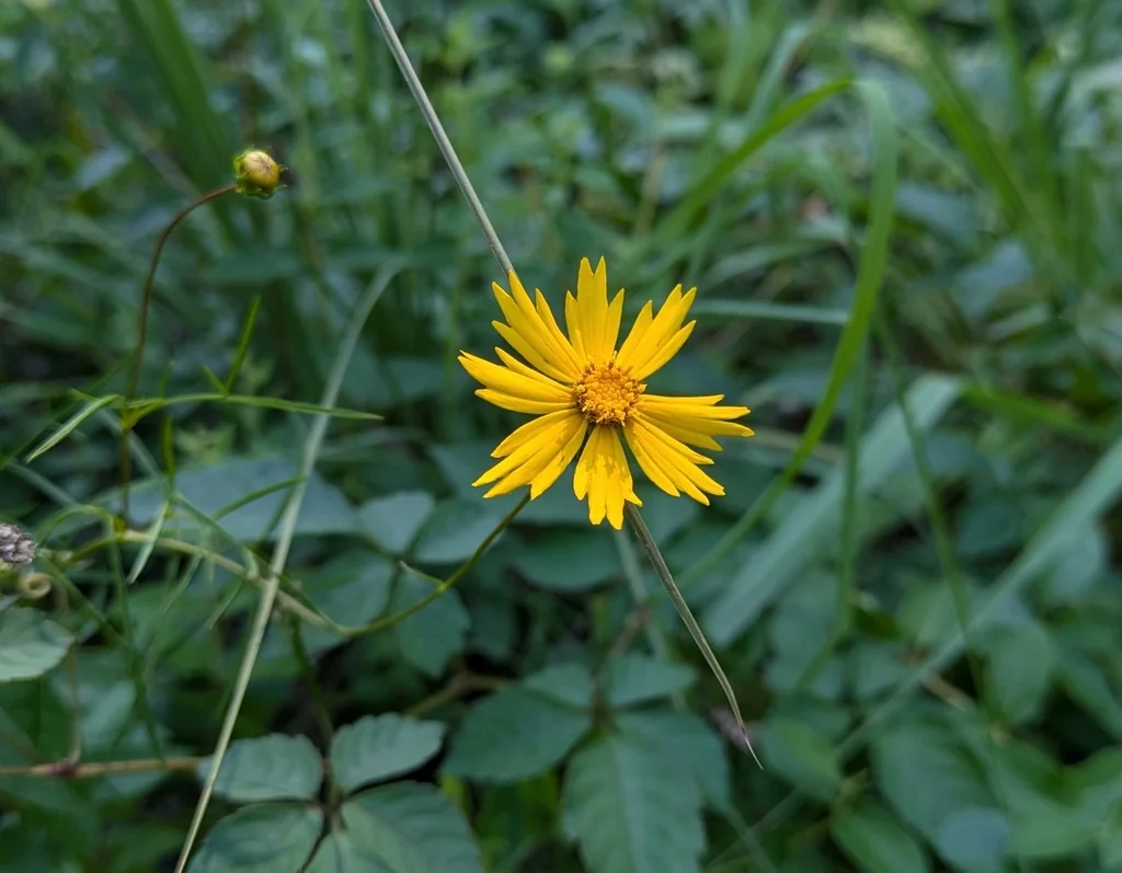 Coreopsis Grandiflora
