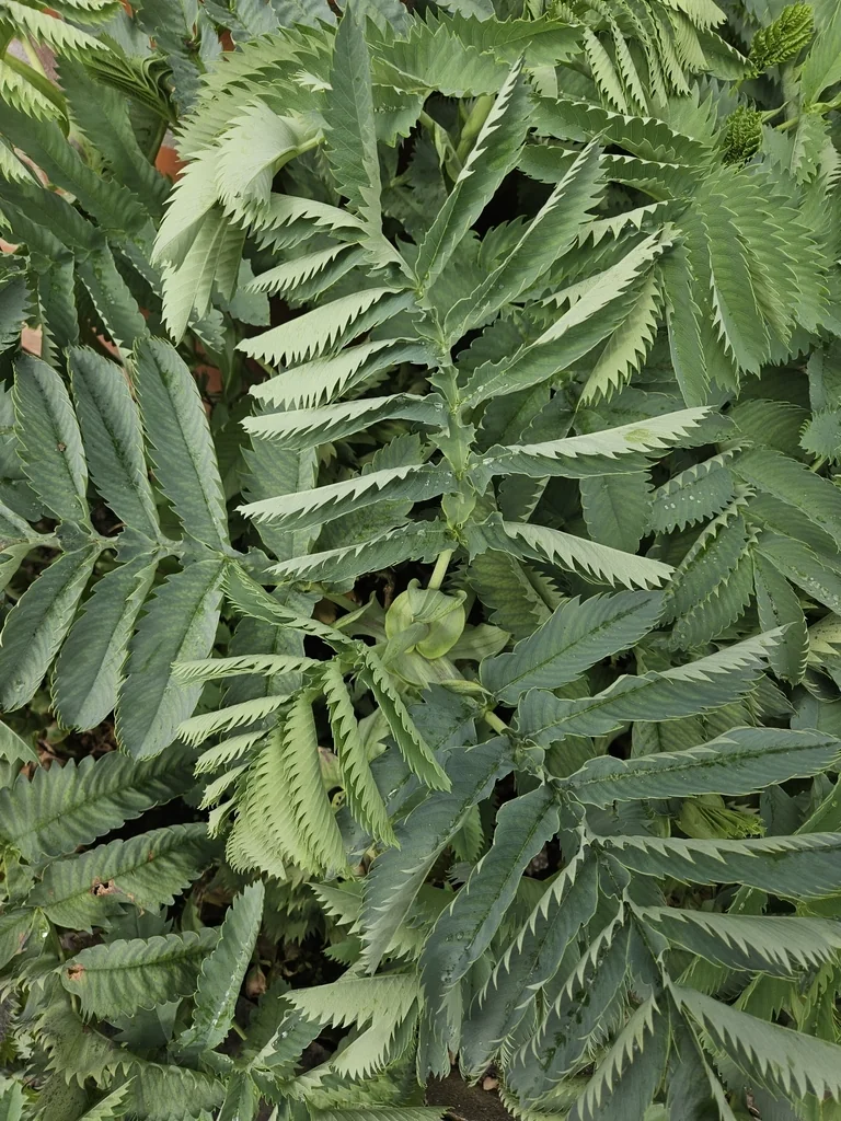 Melianthus Major