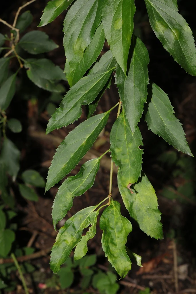 Forsythia x intermedia