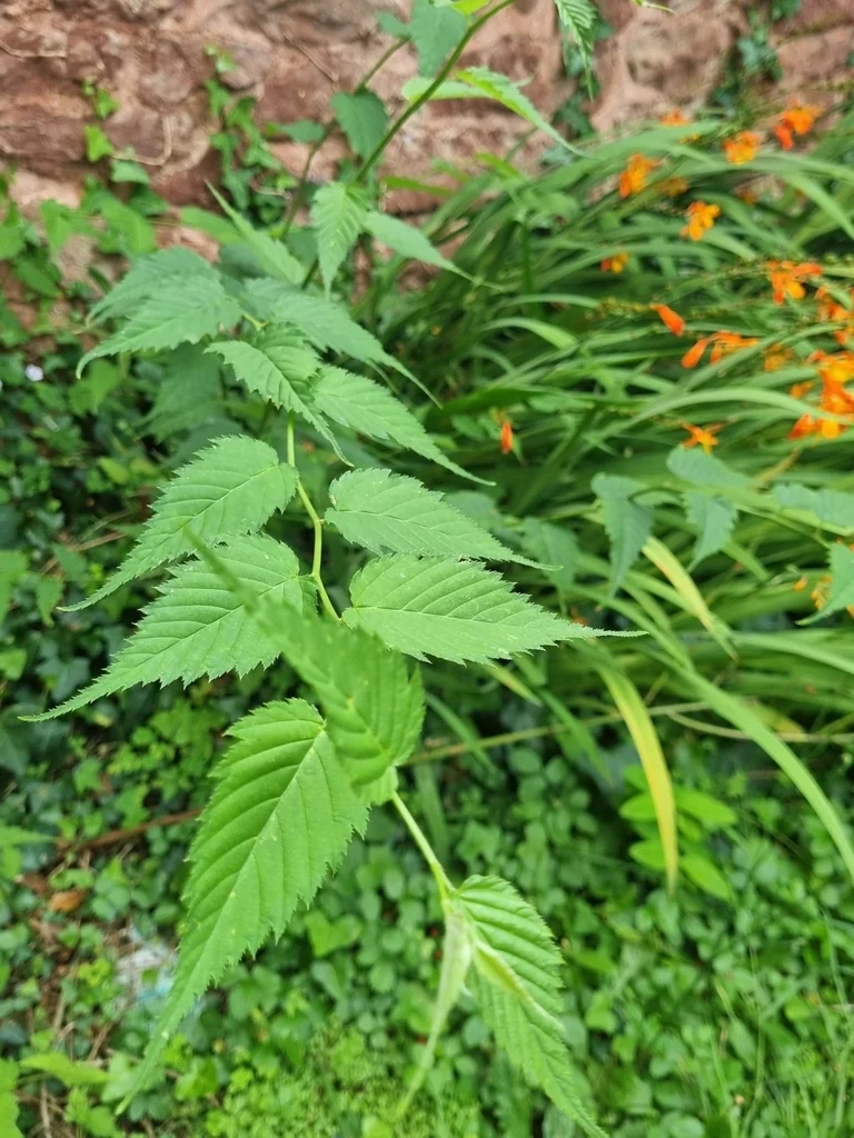 Kerria Japonica