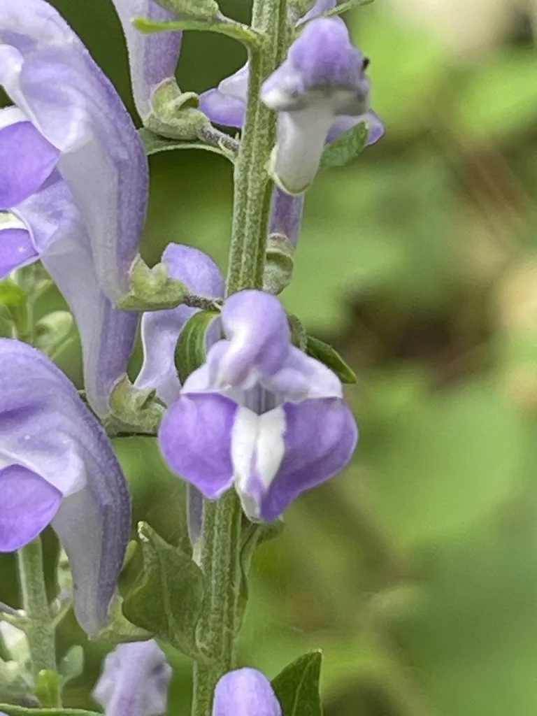Scutellaria Incana