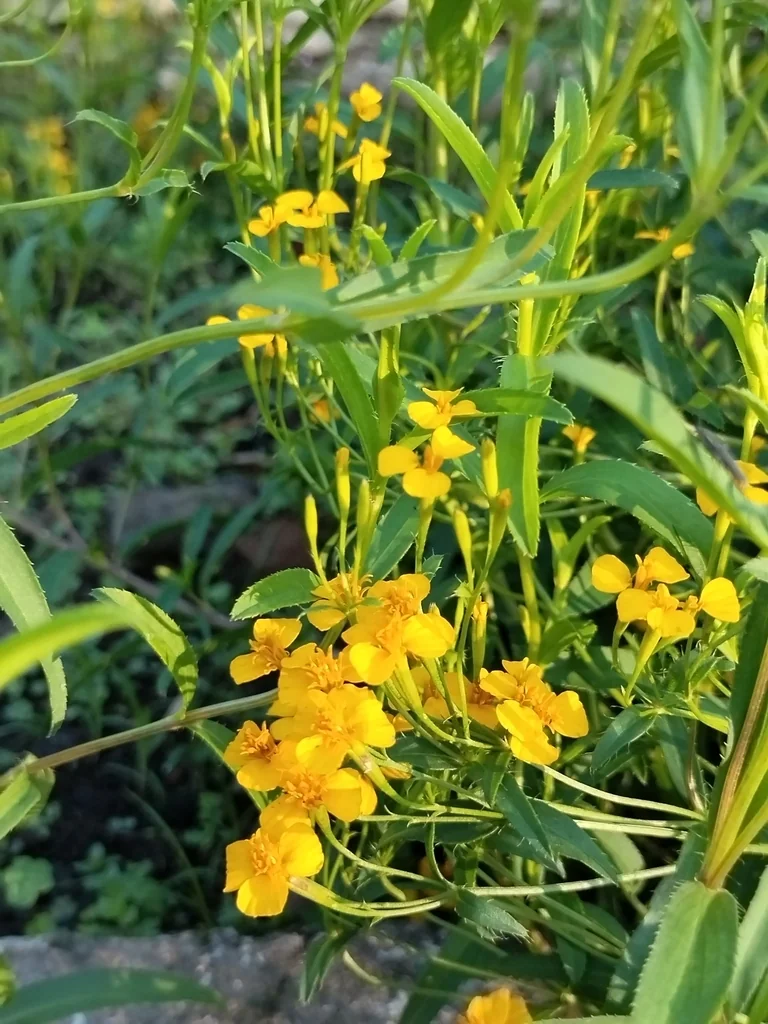 Tagetes Lucida
