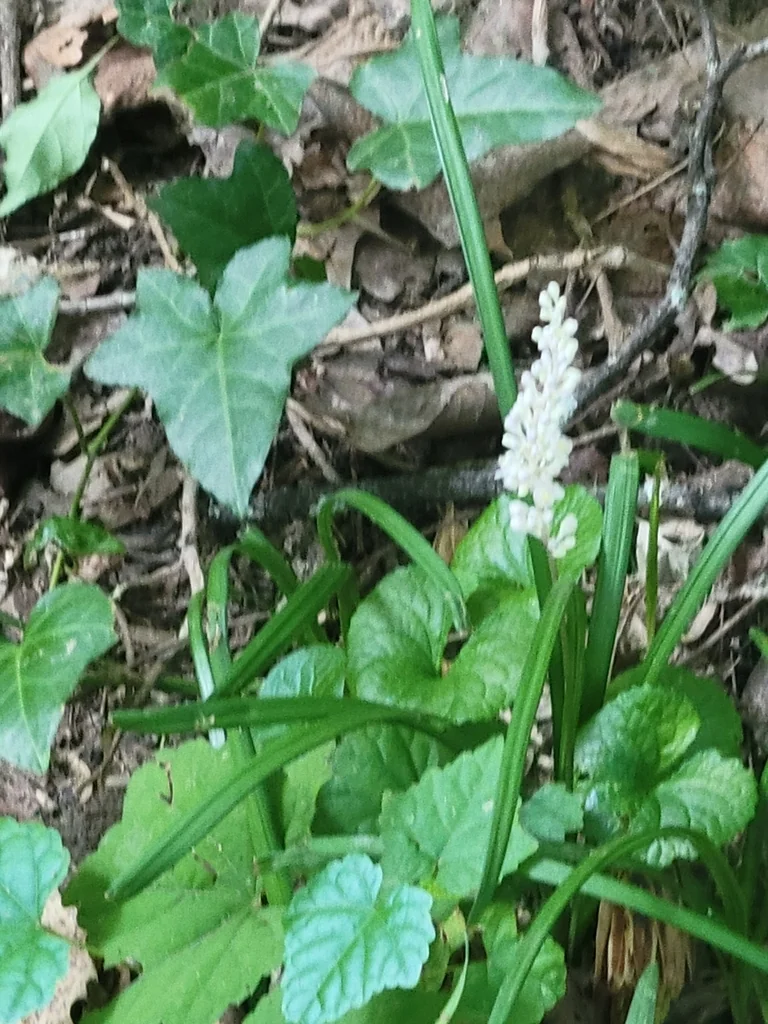 Liriope Spicata