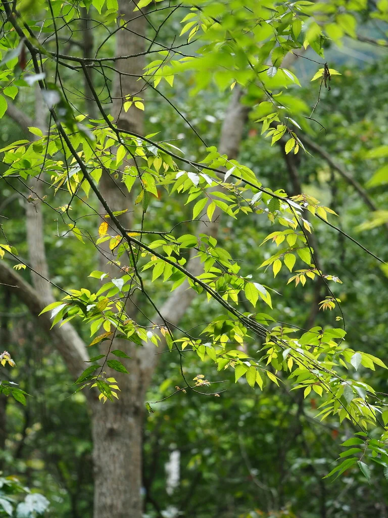 Zelkova Serrata