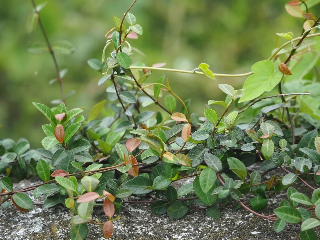 Trachelospermum Asiaticum