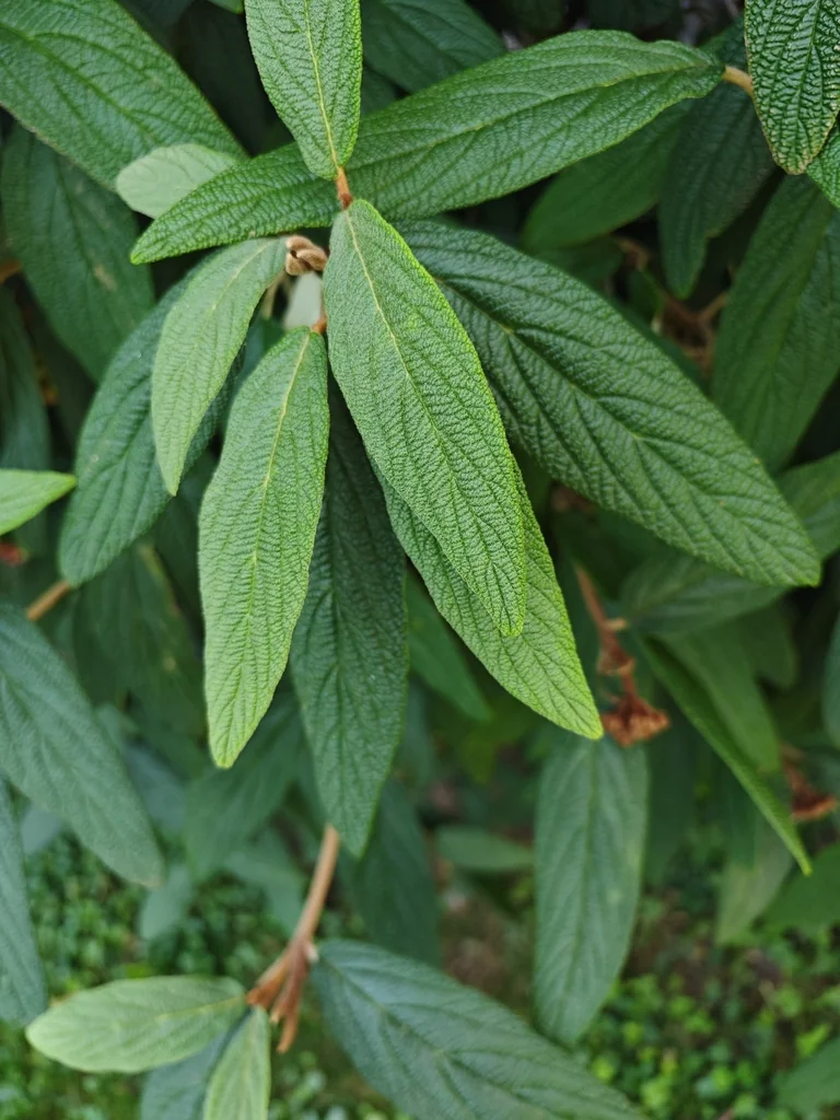 Viburnum Rhytidophyllum