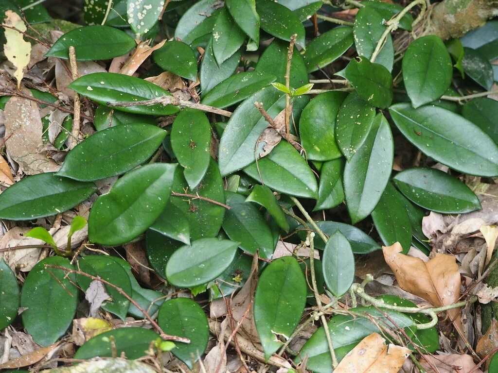 Hoya carnosa