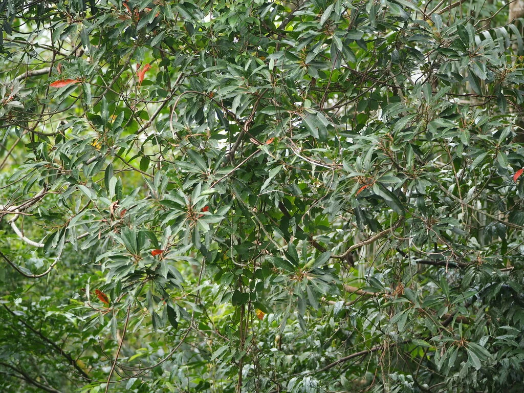 Elaeocarpus Decipiens