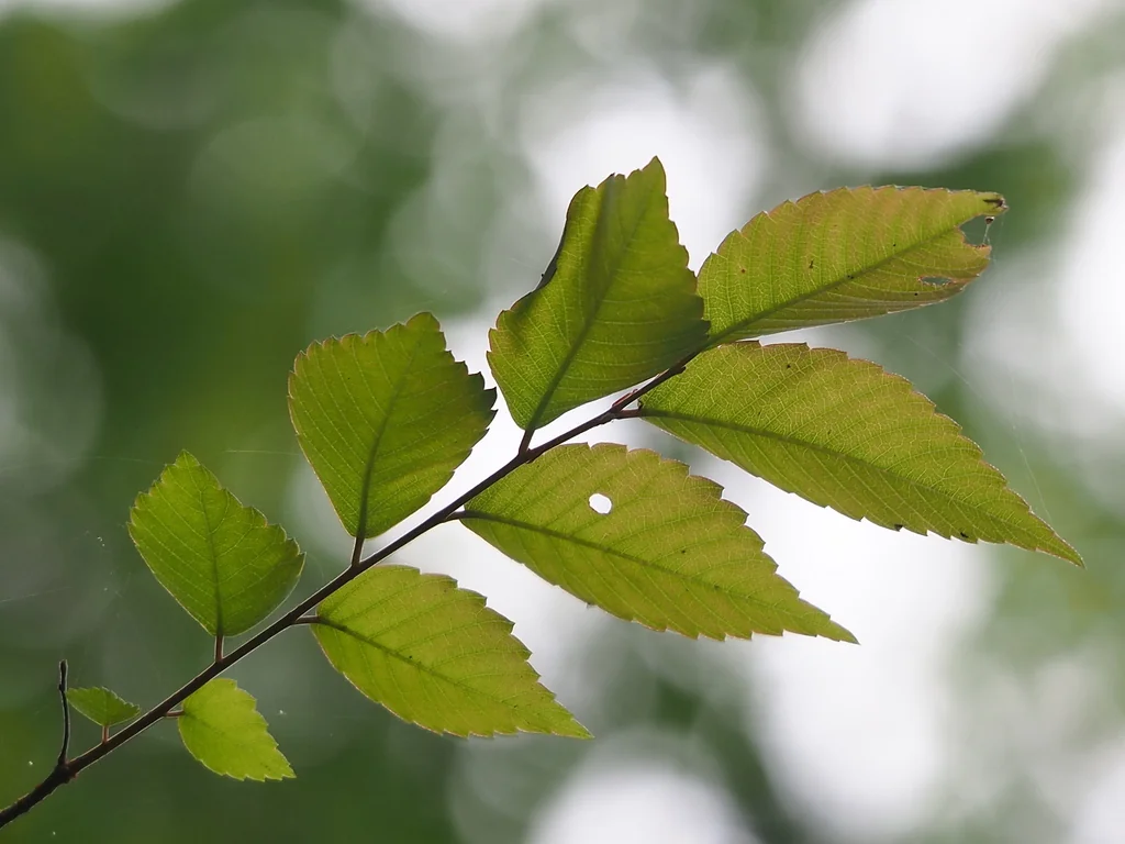 Zelkova Serrata