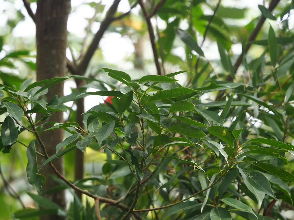 Elaeocarpus Decipiens