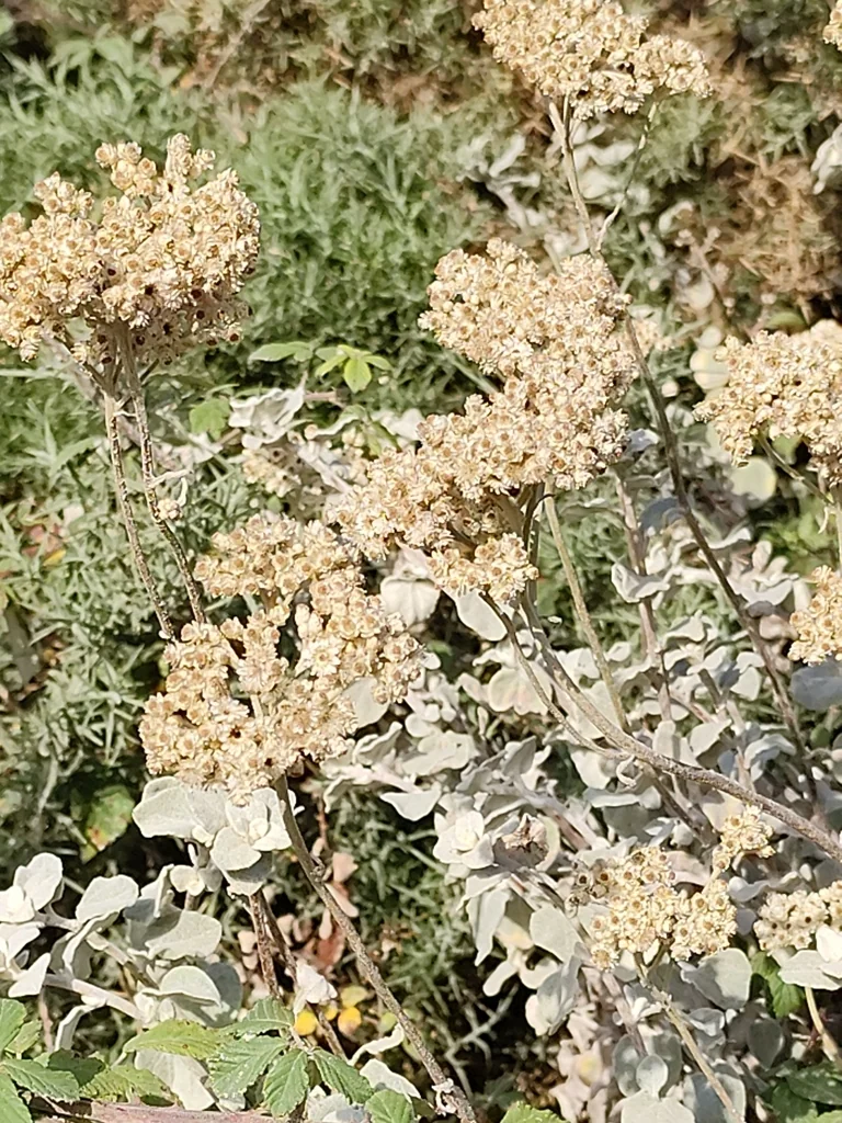 Helichrysum petiolare