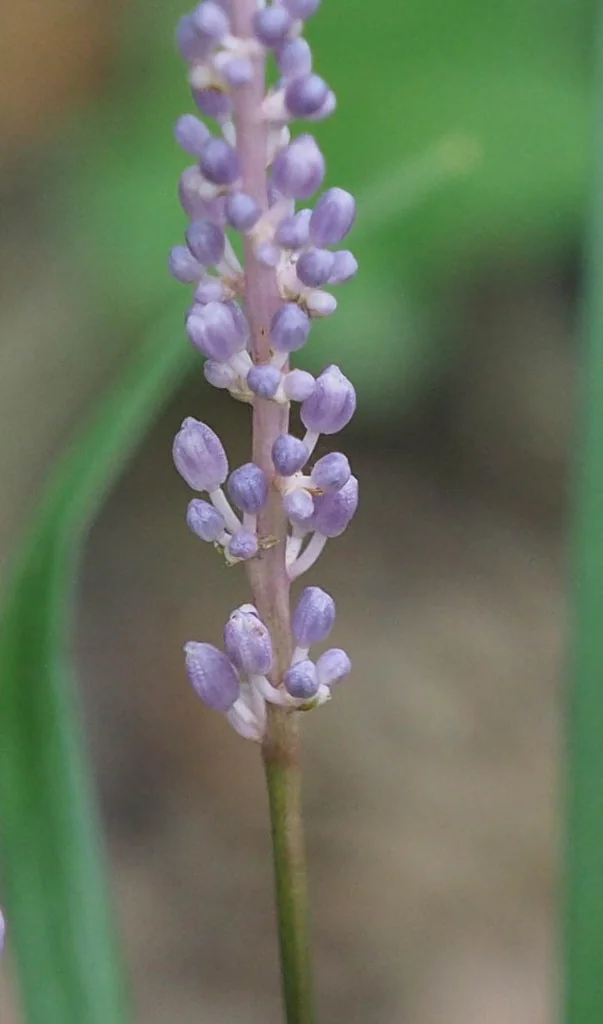 Liriope Spicata