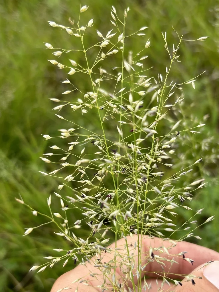 Sporobolus Heterolepis
