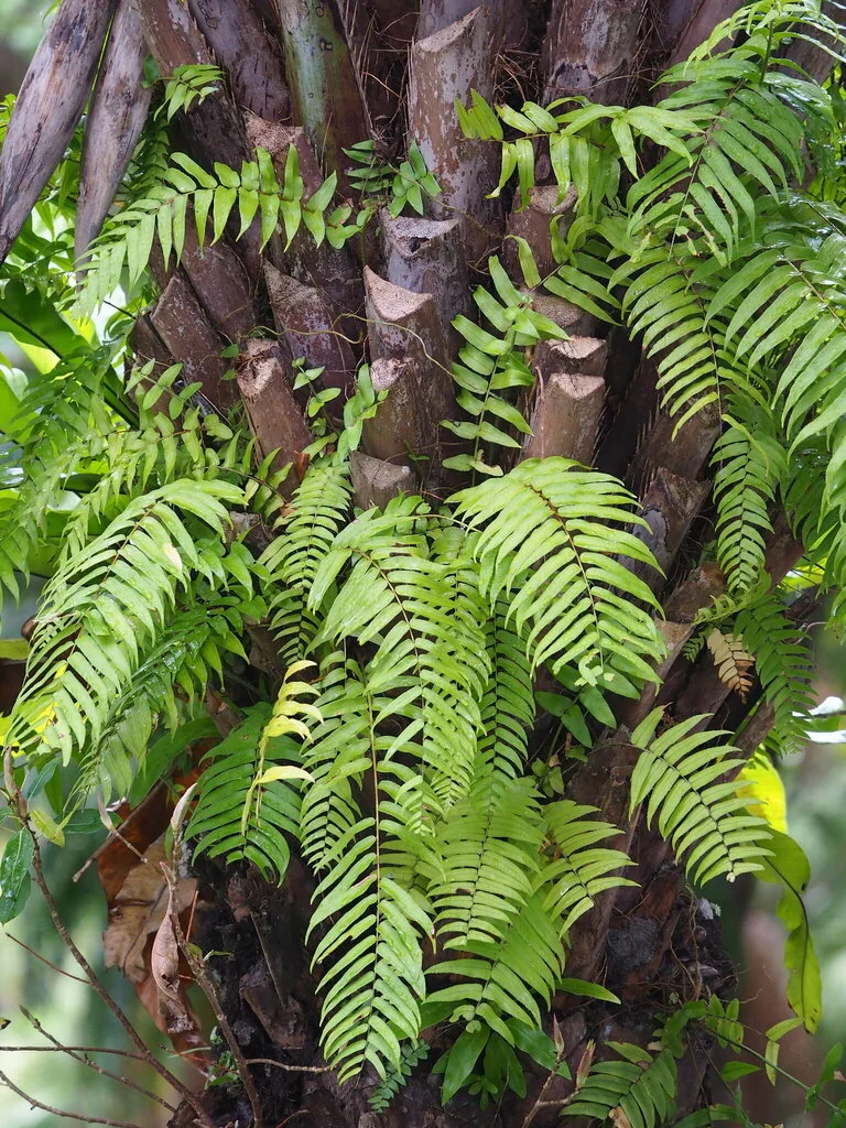 Nephrolepis biserrata