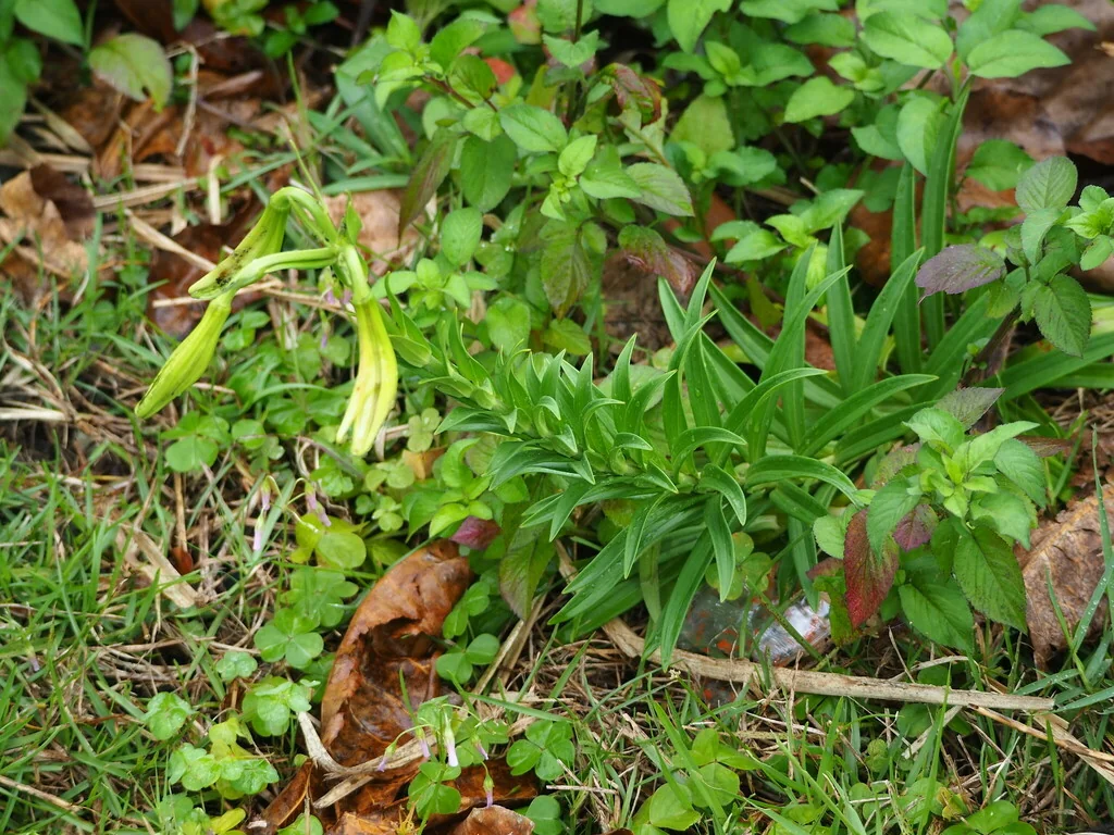 Lilium Longiflorum
