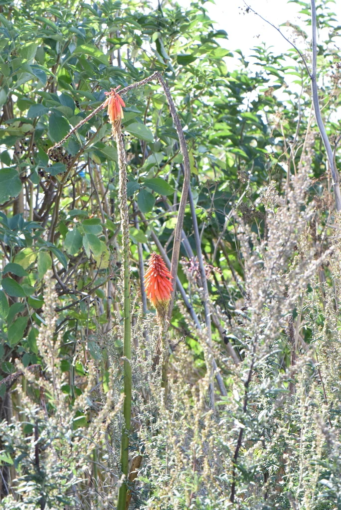 Kniphofia Uvaria