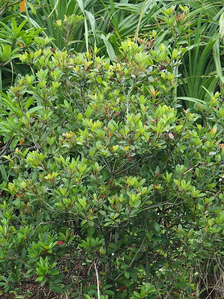 Rhaphiolepis Umbellata