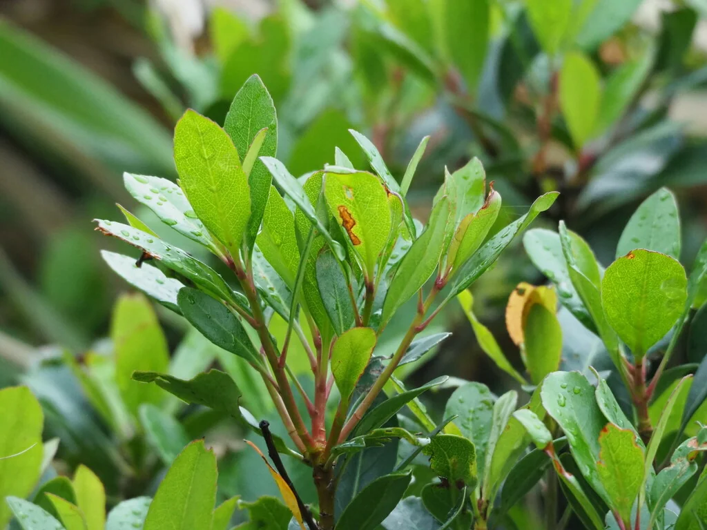 Rhaphiolepis Indica