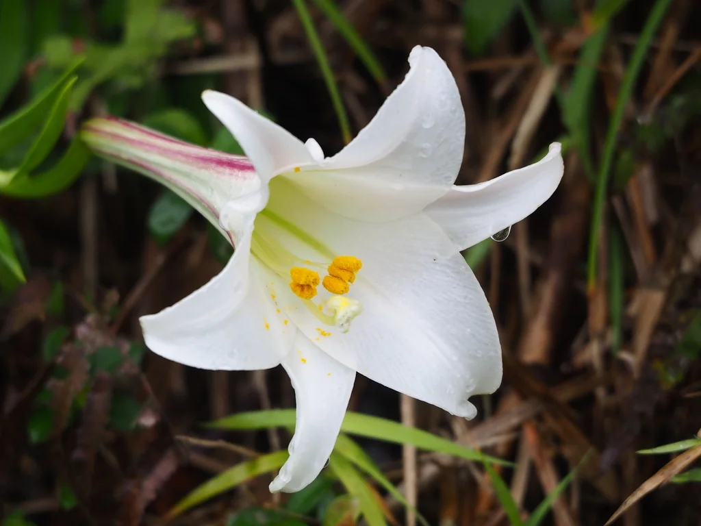 Lilium Longiflorum