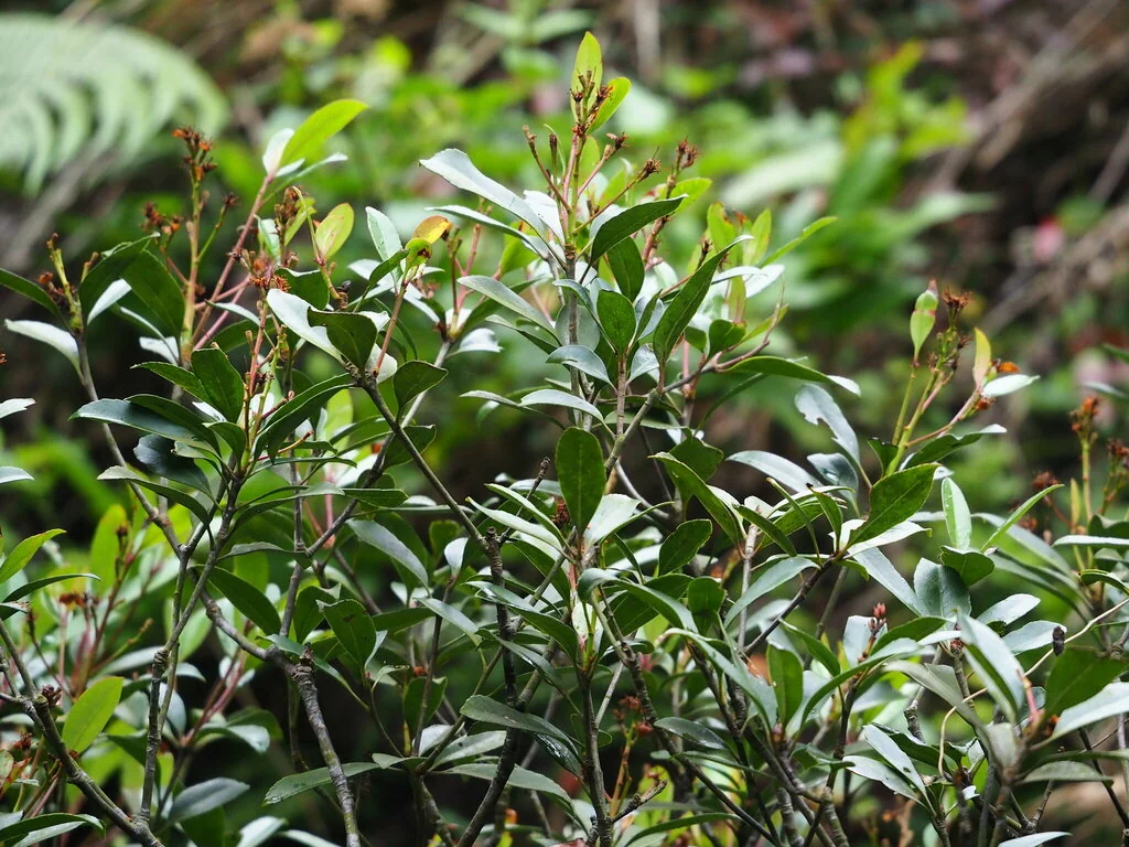 Rhaphiolepis Indica