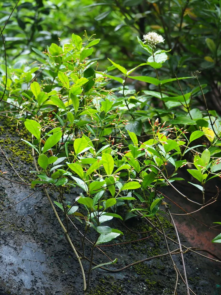 Trachelospermum Asiaticum