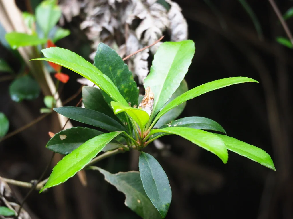 Rhaphiolepis Indica