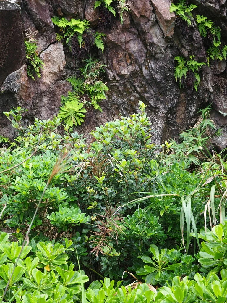 Rhaphiolepis Umbellata