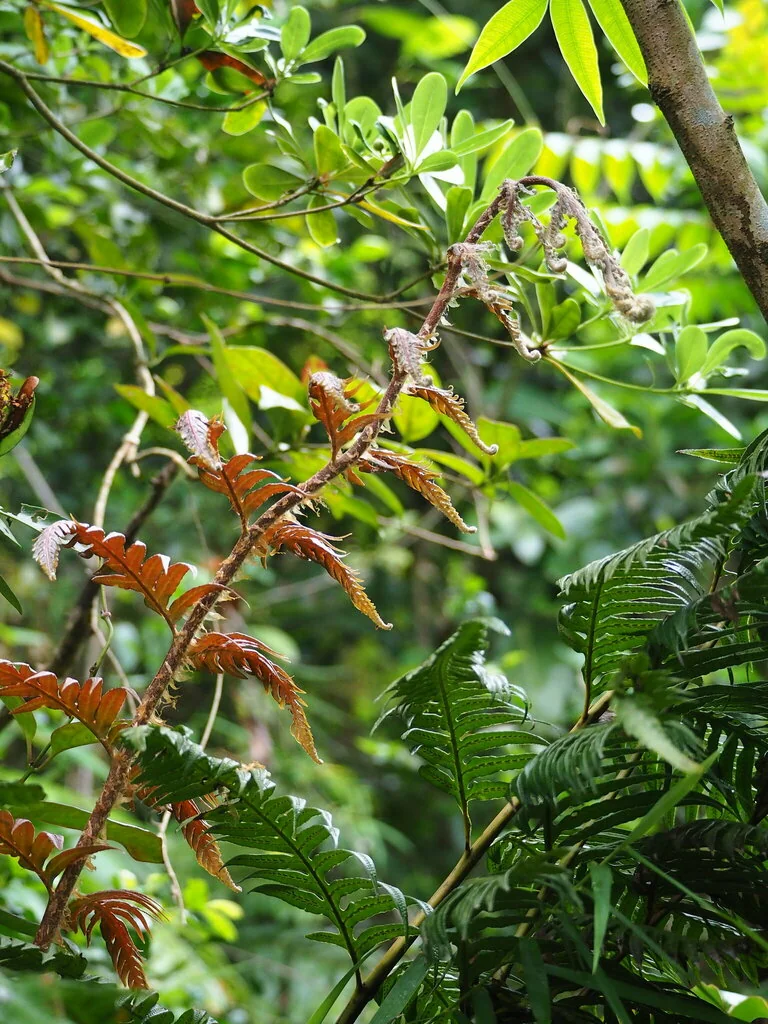 Woodwardia Unigemmata