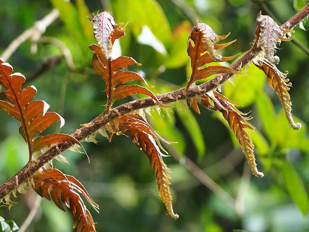 Woodwardia Unigemmata