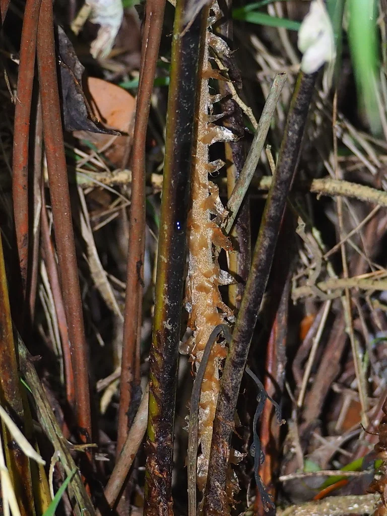 Woodwardia Unigemmata